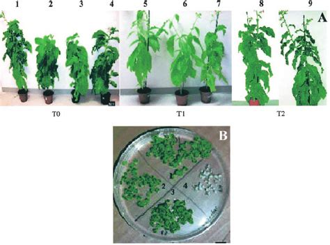 Phenotype of wild-type and transgenic plants. A, Plants 1 through 3 are ...