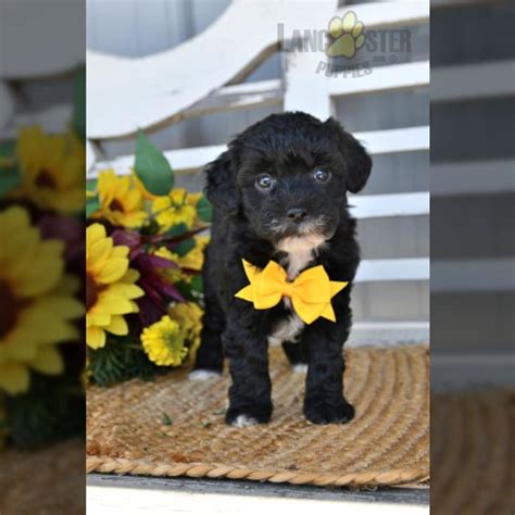 Lhasa Poo Puppies for Sale | Lancaster Puppies