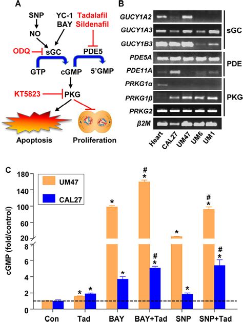 Cgmp Pkg Signaling Pathway