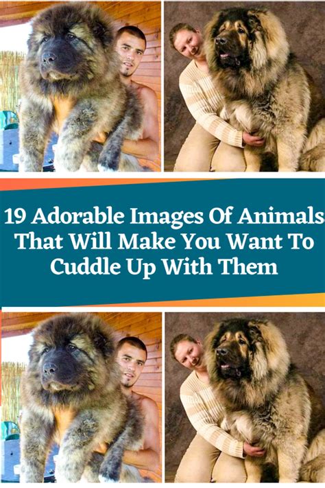 adorable images  animals       cuddle
