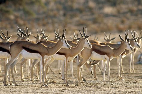 Springbok Herd Photograph by Gerald C. Kelley