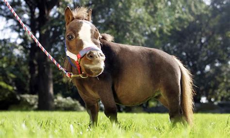 Thumbelina: Smallest Horse in the World Is Size of a Dog