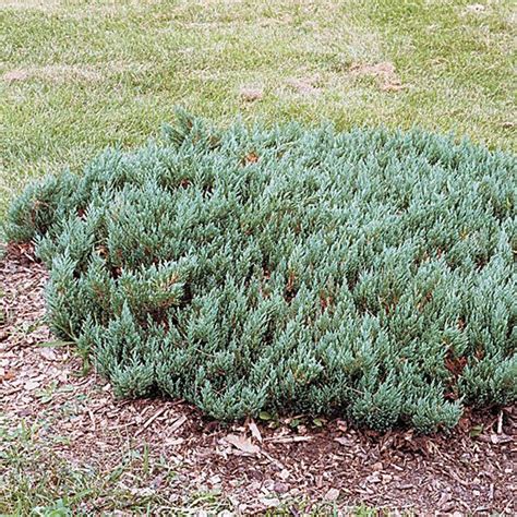 Savin Juniper Low Growing Shrubs Indoor And Outdoor Plants Outdoor Plants