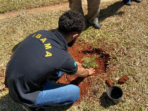 Plantio de mudas é destaque na comemoração da Semana Nacional do Meio