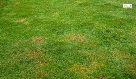 Brown Spots In Lawn How To Repair And Revitalise