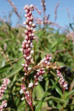 Erva De Bicho Polygonum Persicaria