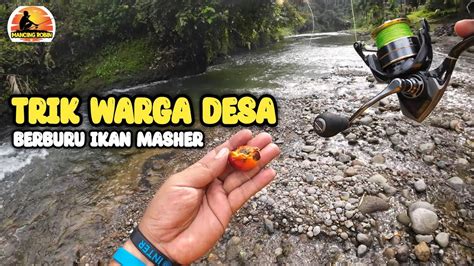 Umpan Sawit Racing Khusus Ikan Mahseer Casting Hampala Sungai Sembahe