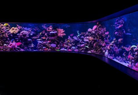 The best silicones for aquariums: comparison and guide - Fishkeepingsecrets