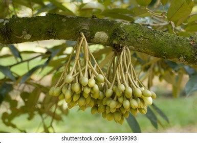 470 Durian Flower Bud Images, Stock Photos & Vectors | Shutterstock