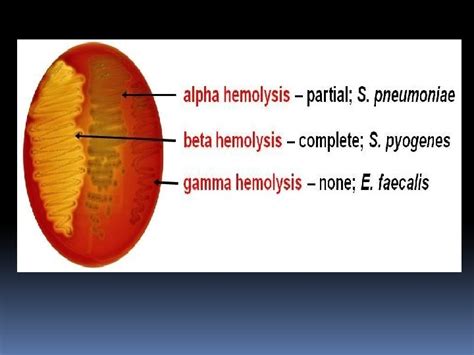 Ii Streptococci Characters Of Streptococci Gram Positive Cocci