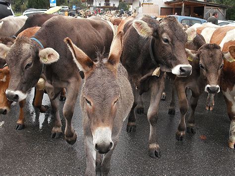 Villgrater Am Ort Urlaub Auf Dem Bauernhof In Sexten Moos