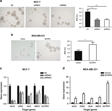 Dctpp1 Promotes Mammosphere Formation In Breast Cancer Cells A