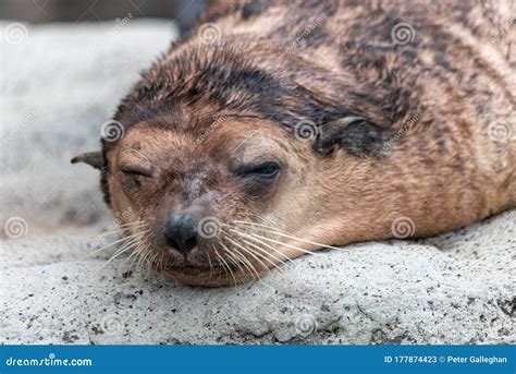 A Sea Lion Looking Around With One Eye Open Stock Image Image Of