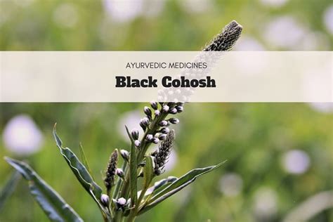 Discover These Black Cohosh Uses As Well As Side Effects