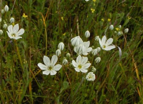 Triteleia hyacinthina (White Brodiaea) - Native Here Nursery