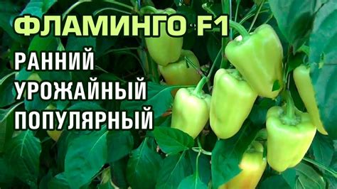 ПЕРЕЦ ФЛАМИНГО F1 - РАННИЙ, УРОЖАЙНЫЙ, ПОПУЛЯРНЫЙ - YouTube