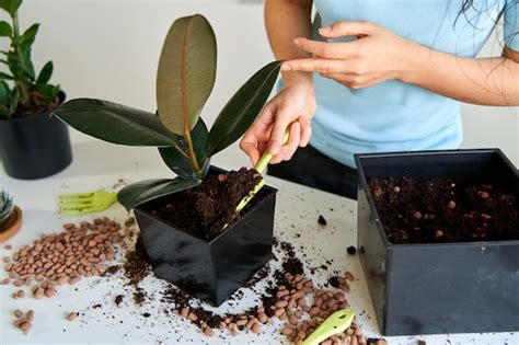 Premium Photo The Girl Brings Comfort To The House Transplants A Home