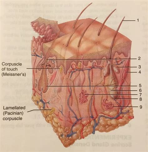 Honors Anatomy And Physiology Figure 7 4 Flashcards Quizlet