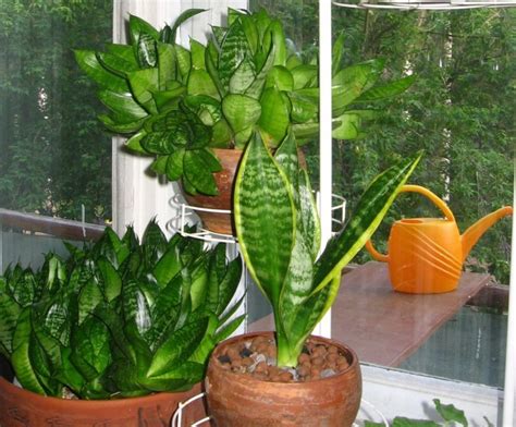 Уход и размножение сансевиерии в домашних условиях, сорта, виды и фото ...