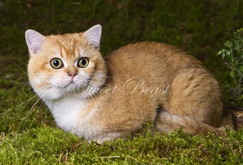 +28 Kucing Munchkin Bsh 2022 | Kucing