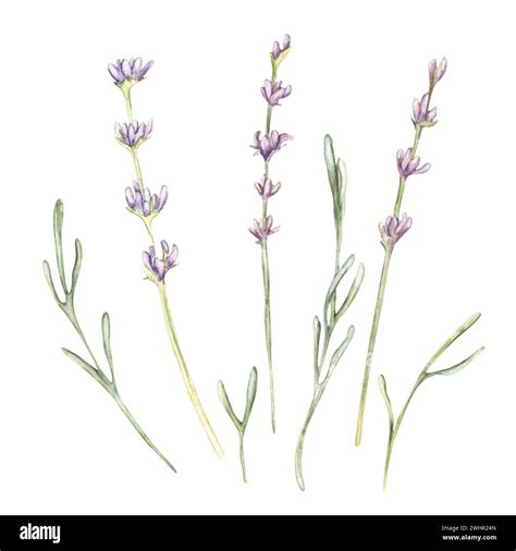 Lavender Flowers Leaves Stock Photo Alamy