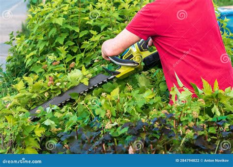 Trimming of Bushes with a Brush Cutter Stock Photo - Image of care ...