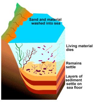 Oil Formation Video Notes and Oil Formation Lab - Melinda V. Marine Science