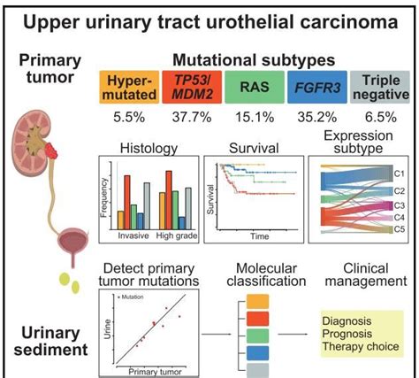 上尿路上皮癌分子分型以及无创诊断新方法尿路皮癌突变新浪新闻