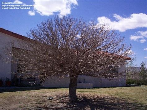 Plantfiles Pictures Dwarf Southern Catalpa Nana Catalpa