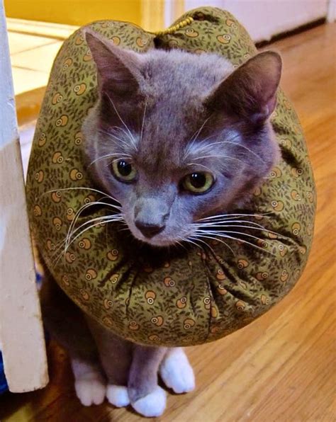 How Long Does Cat Need To Wear Cone After Spay