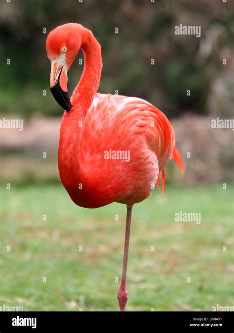 Pink Flamingo Stand On One Leg Stock Photo 27052845 Alamy