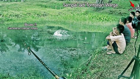 Sampai Jadi Tontonan Warga IKAN GABUS Menyambar Umpan Di Depan Mata