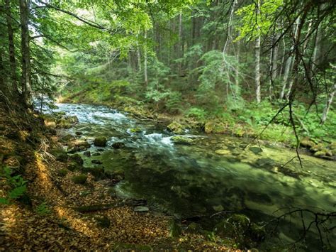 Premium Photo Mountain River In The Middle Of Green Forest