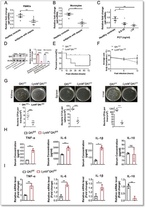 Cell Biosci Rna Qki Mrsa