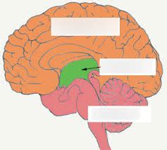 Development Diagram | Quizlet 