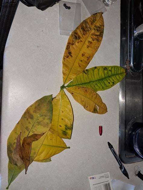 Bonsai Tree Leaves Turning Yellow And Falling Off