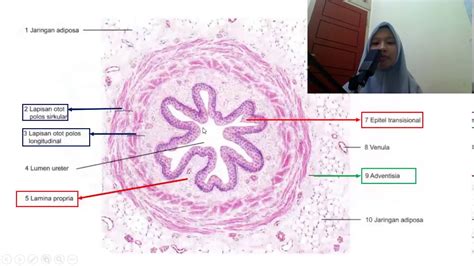 Histologi Sistem Urinaria Ginjal Ureter Visika Urinaria Dan Uretra