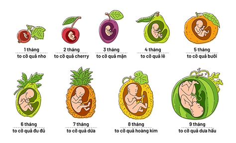 Quá trình phát triển của thai nhi Infographic Meyeucon