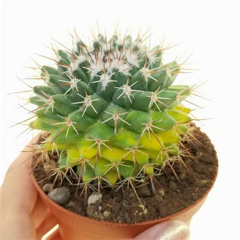 Mammillaria Carnea F Variegata 10 Cm Cactaceae Giromagi Vendita