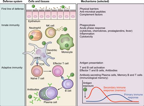 Innate Immune System Diagram