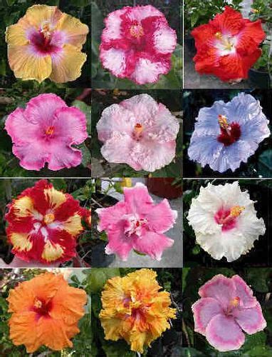 Special Varieties Of Hibiscus Plant at best price in Bengaluru