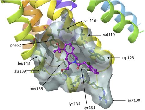 Intracellular Binding Site For A Positive Allosteric Modulator Of The