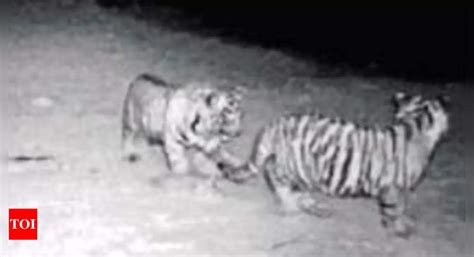 Rajasthan St 14 Gives Birth To 2 Cubs Sariska Tiger Reserve Count 27 Jaipur News Times Of