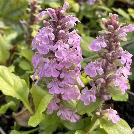 Ajuga Reptans Gold Chang Le Chatel Des Vivaces