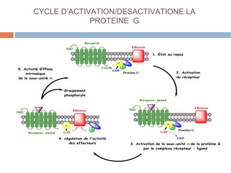 Recepteurs Hormonaux Et Mecanisme Daction Ppt T L Chargement Gratuit