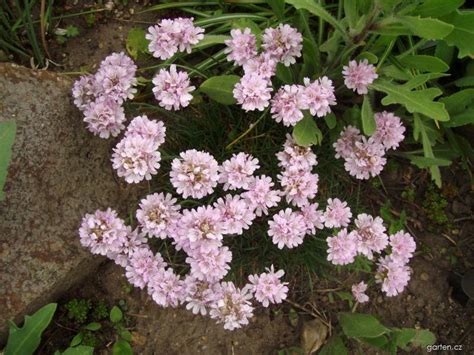 Forum / Obrázek : Trávnička (Armeria) | Garten.cz