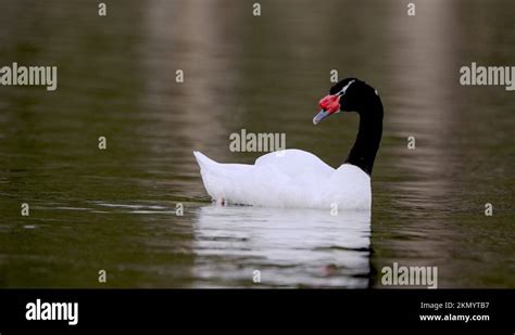 A Black Necked Swan Cygnus Melancoryphus Preening And Grooming Its