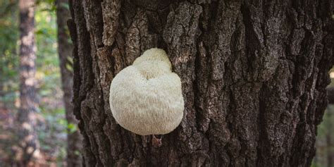 Lion’s Mane Mushroom Identification and Common Look-Alikes