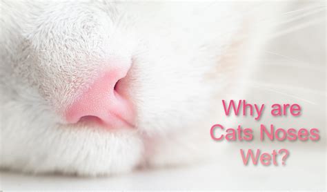 why is my cats nose wet 4