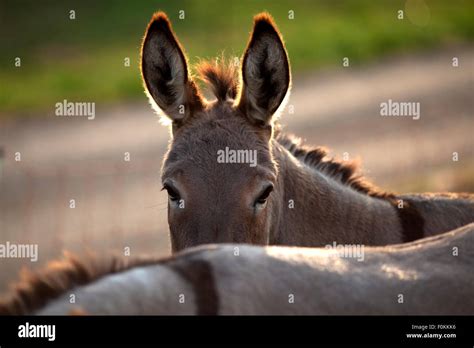 Funny Donkey Looks Over His Friends Back Beautifuls Donkeys Friends